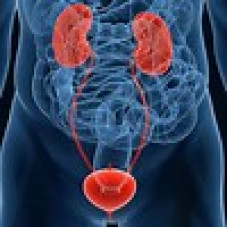 Physician Mailing List By Specialty - Urologists